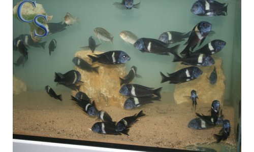 Tropheus duboisi (weiße binde)